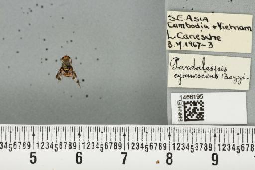 Neoceratitis cyanescens (Bezzi, 1923) - BMNHE_1466195_27059