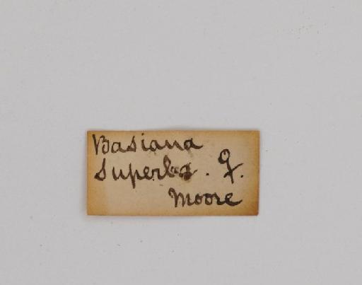 Basiana superba Moore, 1866 - Basiana superba 983922 underside label