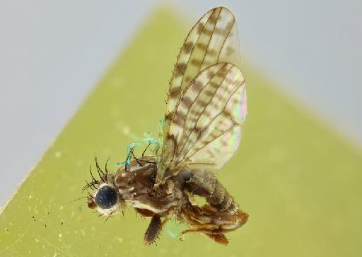 Anastomyza multipunctata Malloch, 1933 - 010833352 Anastomyza multipunctata holotype male habitus left lateral