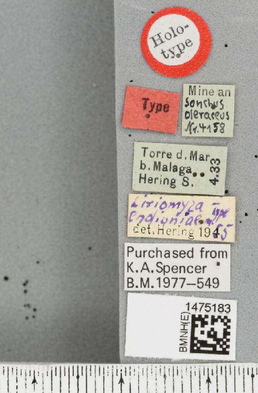 Liriomyza endiviae Hering, 1955 - BMNHE_1475183_label_49856
