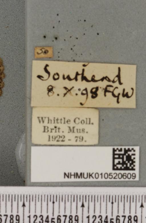 Allophyes oxyacanthae (Linnaeus, 1758) - NHMUK_010520609_label_574158