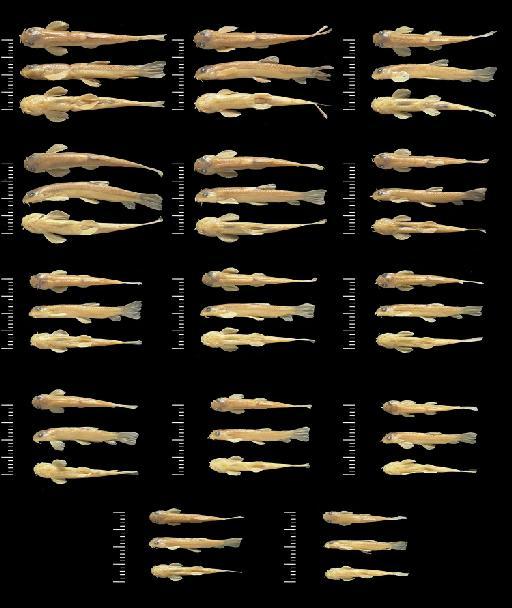 Glaniopsis denudata Roberts, 1982 - BMNH 1957.2.27.2-15, PARATYPES, Glaniopsis denudata