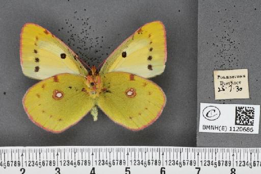 Colias croceus f. helice Hübner, 1779 - BMNHE_1120686_a_76648