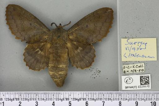 Gastropacha quercifolia (Linnaeus, 1758) - BMNHE_1521670_198494