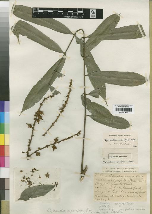 Chytranthus angustifolius Exell - BM000838026