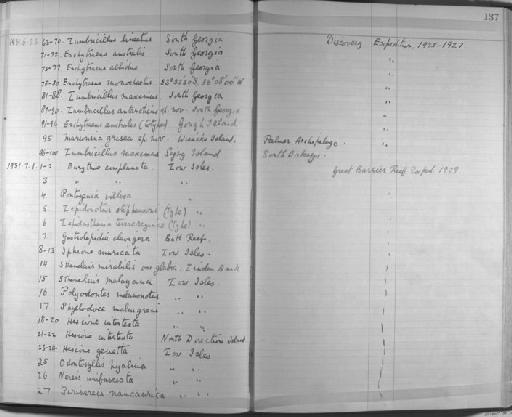 Eurythoe complanata (Pallas, 1766) - Zoology Accessions Register: Annelida & Echinoderms: 1924 - 1936: page 137