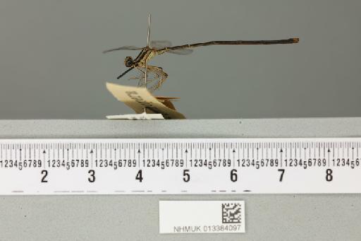 Pseudocopera trotteri Fraser, 1922 - 013384097_lateral