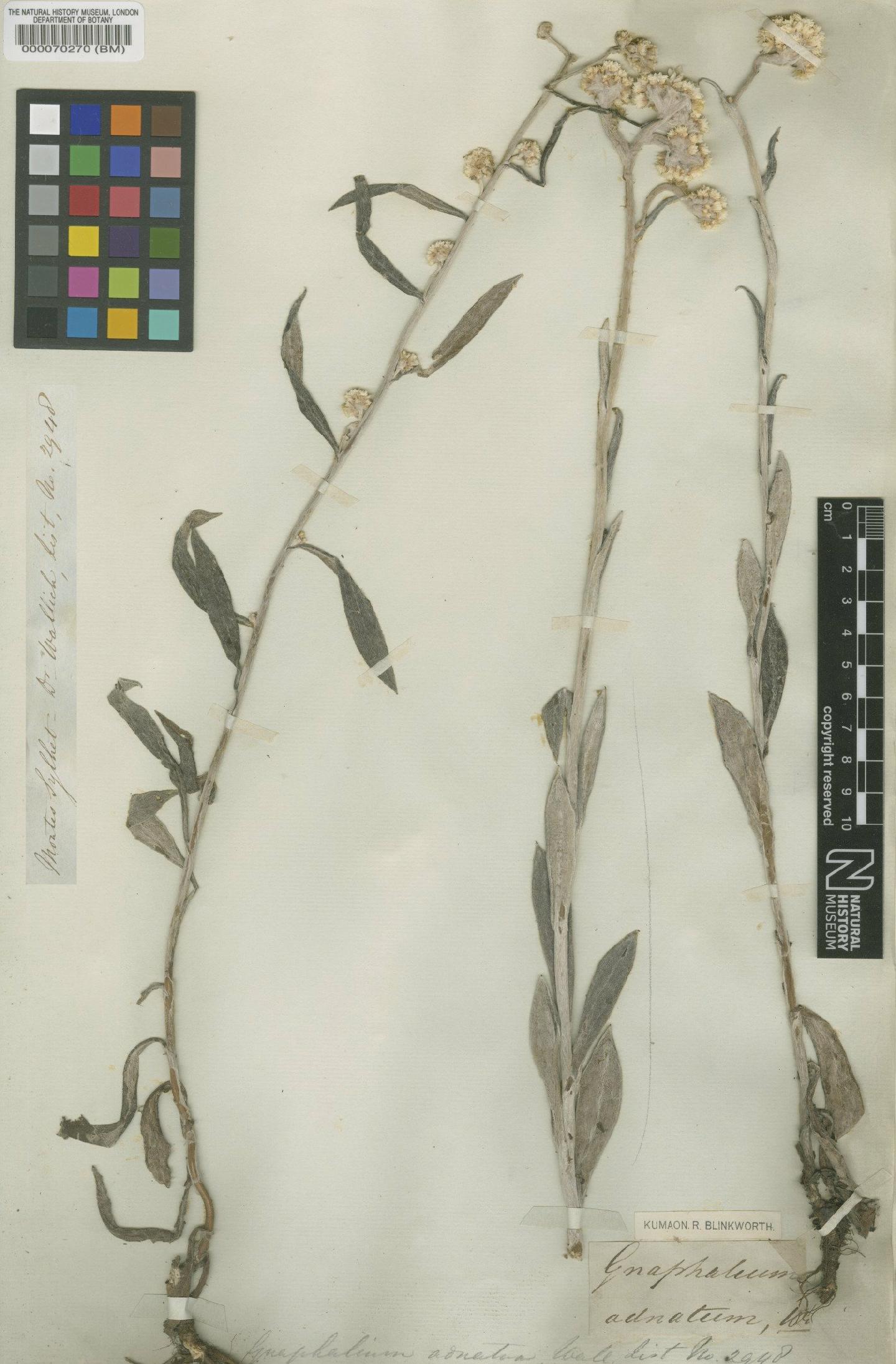 To NHMUK collection (Anaphalis adnata Wall. ex DC.; Type; NHMUK:ecatalogue:472889)