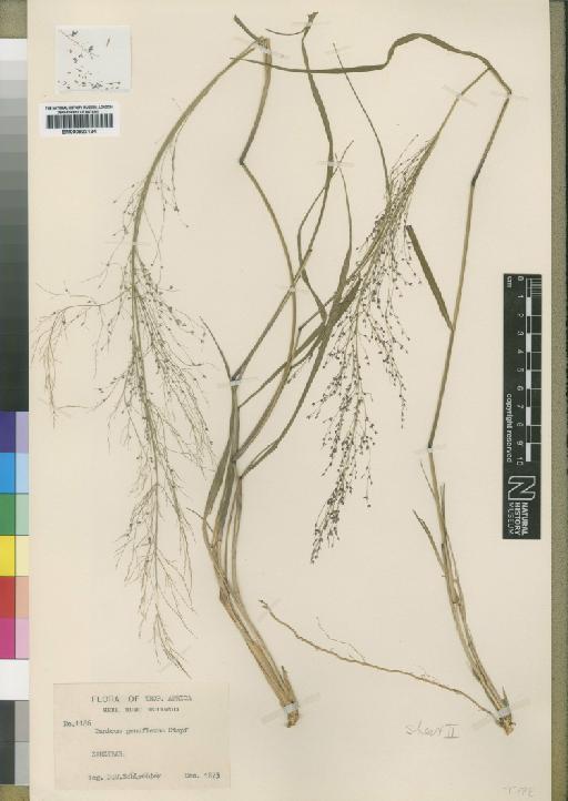 Panicum genuflexum Stapf - BM000923124