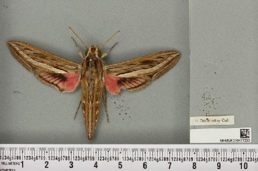 Hippotion celerio (Linnaeus, 1758) - NHMUK_010477233_534838