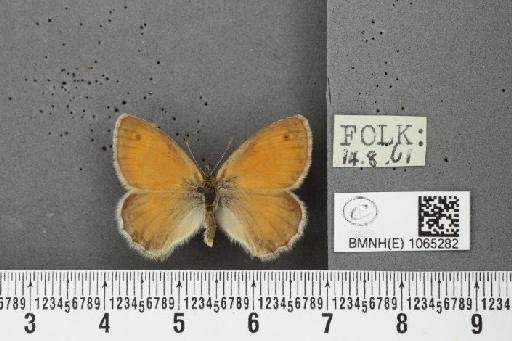 Coenonympha pamphilus ab. latiora Leeds, 1950 - BMNHE_1065282_26578