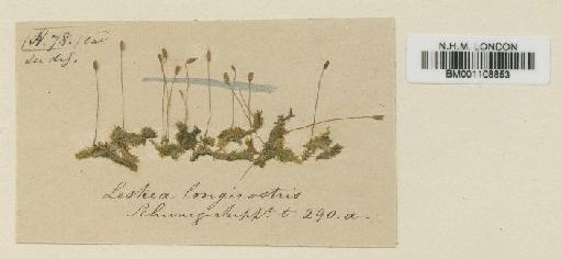 Stereophyllum decorum (Mitt.) Wijk & Margad. - BM001108853