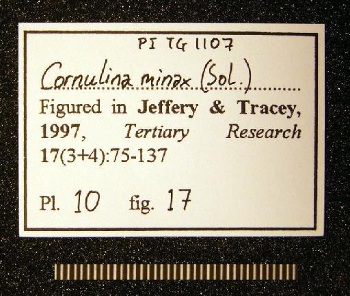 Cornulina minax (Solander in Brander, 1766) - TG 1107. Cornulina minax (label-3)