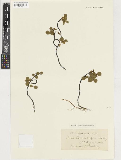 Salix herbacea L. - BM001130000