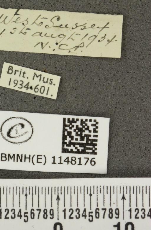 Celastrina argiolus britanna ab. lilacina-suffusa Tutt, 1908 - BMNHE_1148176_label_111267