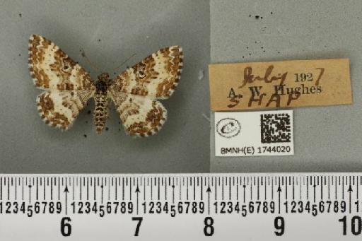 Epirrhoe tristata (Linnaeus, 1758) - BMNHE_1744020_324618