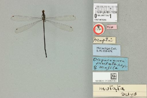 Elattoneura mutata Selys, 1886 - 013383543_dorsal