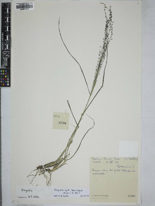 Eragrostis nigra Nees ex Steud. - 000915044