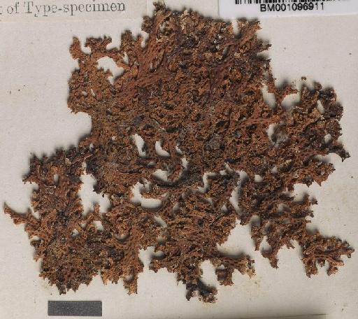 Cladia retipora (Labill.) Nyl. - BM001096911_a