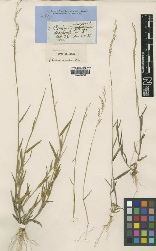 Brachiaria argentea (R.Br.) Hughes - BM000795742