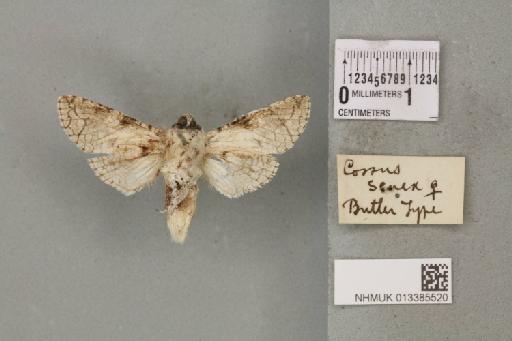 Cossidae Leach, 1815 - 013385520_V_Cossus_senex_Butler_1882