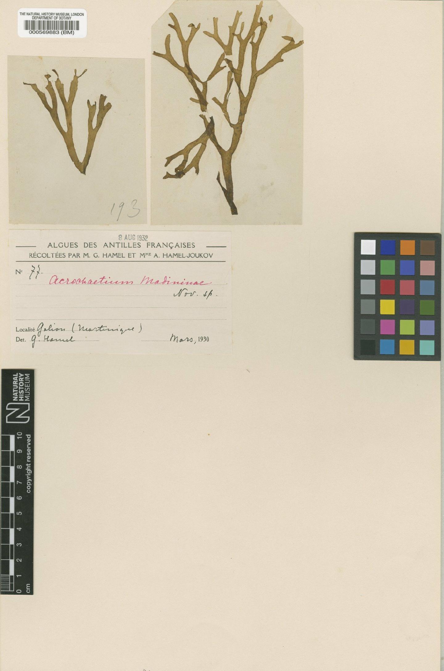 To NHMUK collection (Acrochaetium madininae Hamel-Joukov; Type; NHMUK:ecatalogue:4788408)
