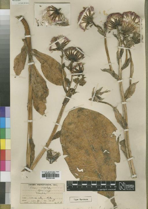 Notonia abyssinica A.Rich. - BM000924659