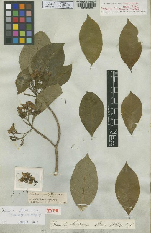 Peschiera multiflora Spruce ex Miers - BM000624863