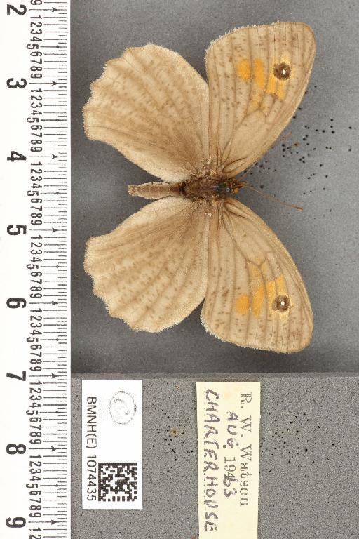 Maniola jurtina insularis ab. cervinus Frohawk, 1934 - BMNHE_1074435_41169