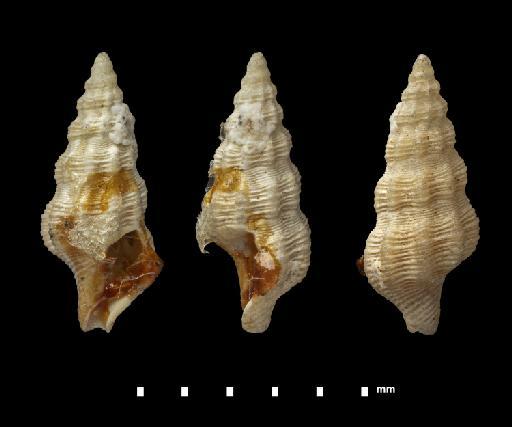 Pleurotoma (Clathurella?) crebrilirata Smith, 1884 - 1874.1.19.58C