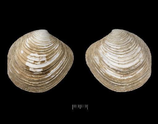 Lucina lamellata Smith, 1881 - 1887.2.9.2760_Phacoides_(Lucina)_lamellatus