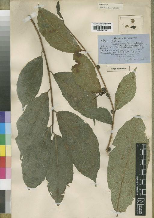 Ficus urceolaris - BM000911425