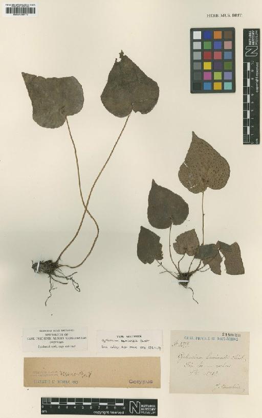 Cyrtomium hemionitis Christ - BM001048772