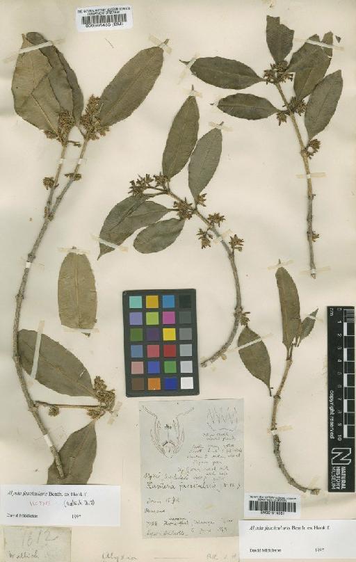 Alyxia fascicularis Benth. ex Hook.f. - BM001014031