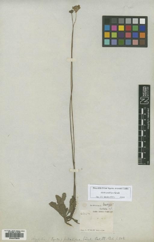 Hyptis pedalipes Griseb. - BM000756656