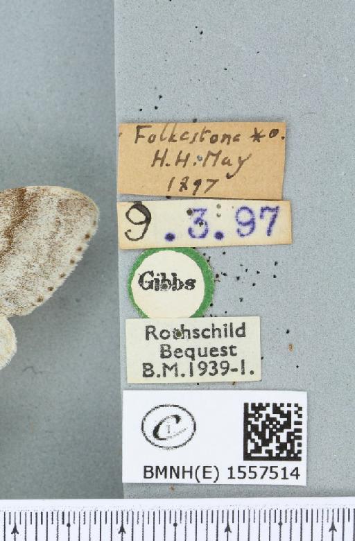 Calliteara pudibunda (Linnaeus, 1758) - BMNHE_1557514_label_254997