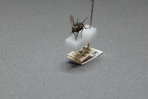 Sarcophaga (Myorhina) nigriventris Meigen, 1826 - 015091915_additional_3