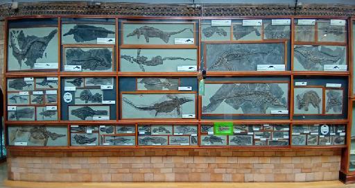 Ichthyosaurus De la Beche & Conybeare, 1821 - Location in Fossil Way: NHMUK PV R 1075