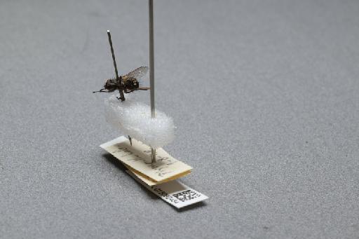Sarcophaga (Myorhina) nigriventris Meigen, 1826 - 015092484_additional_2