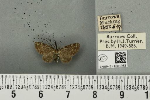 Pasiphila rectangulata ab. nigrosericeata Haworth, 1809 - BMNHE_1801958_378013