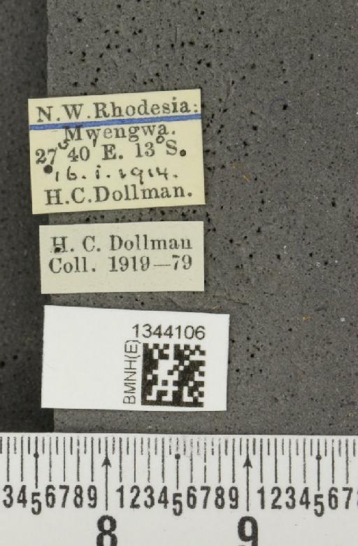 Lilioceris (Lilioceris) elongata (Jacoby, 1898) - BMNHE_1344106_label_14672