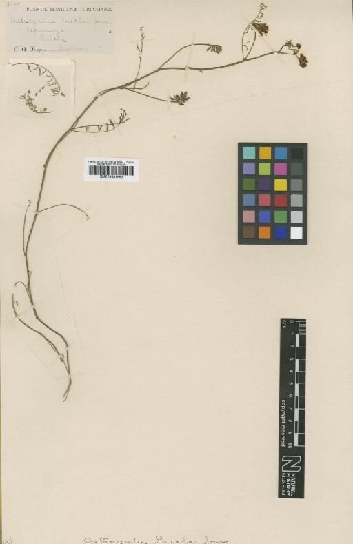 Astragalus pubeblae M.E.Jones - BM000931693