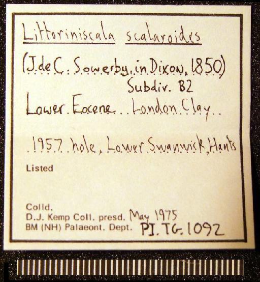 Littoriniscala scalarioides (J. de C. Sowerby in Dixon, 1850) - TG 1092. Littoriniscala scalarioides (label-2)