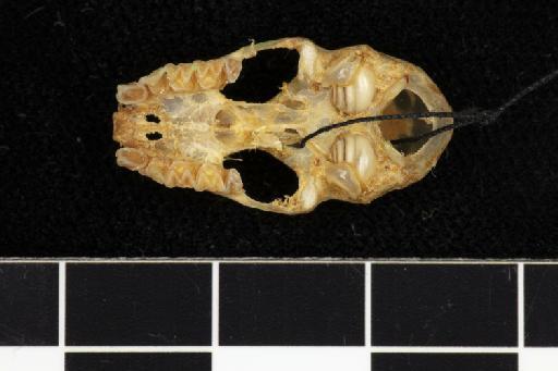 Hipposideros corynophyllus Hill, 1985 - 1984_1898-Hipposideros_corynophyllus-Holotype-Skull-occlusal