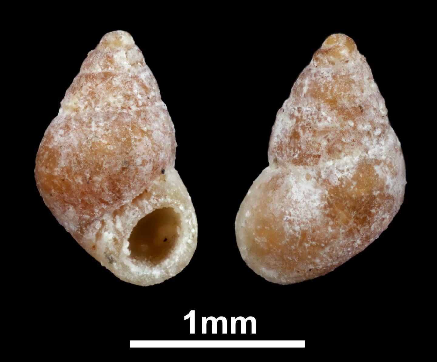 To NHMUK collection (Amphithalamus obesus Adams, 1865; Holotype; NHMUK:ecatalogue:2634631)