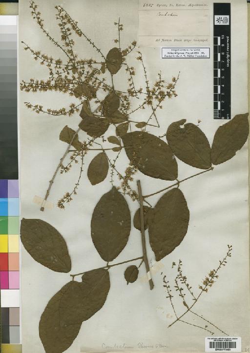 Combretum pavonii G.Don - Spruce - BM000778459