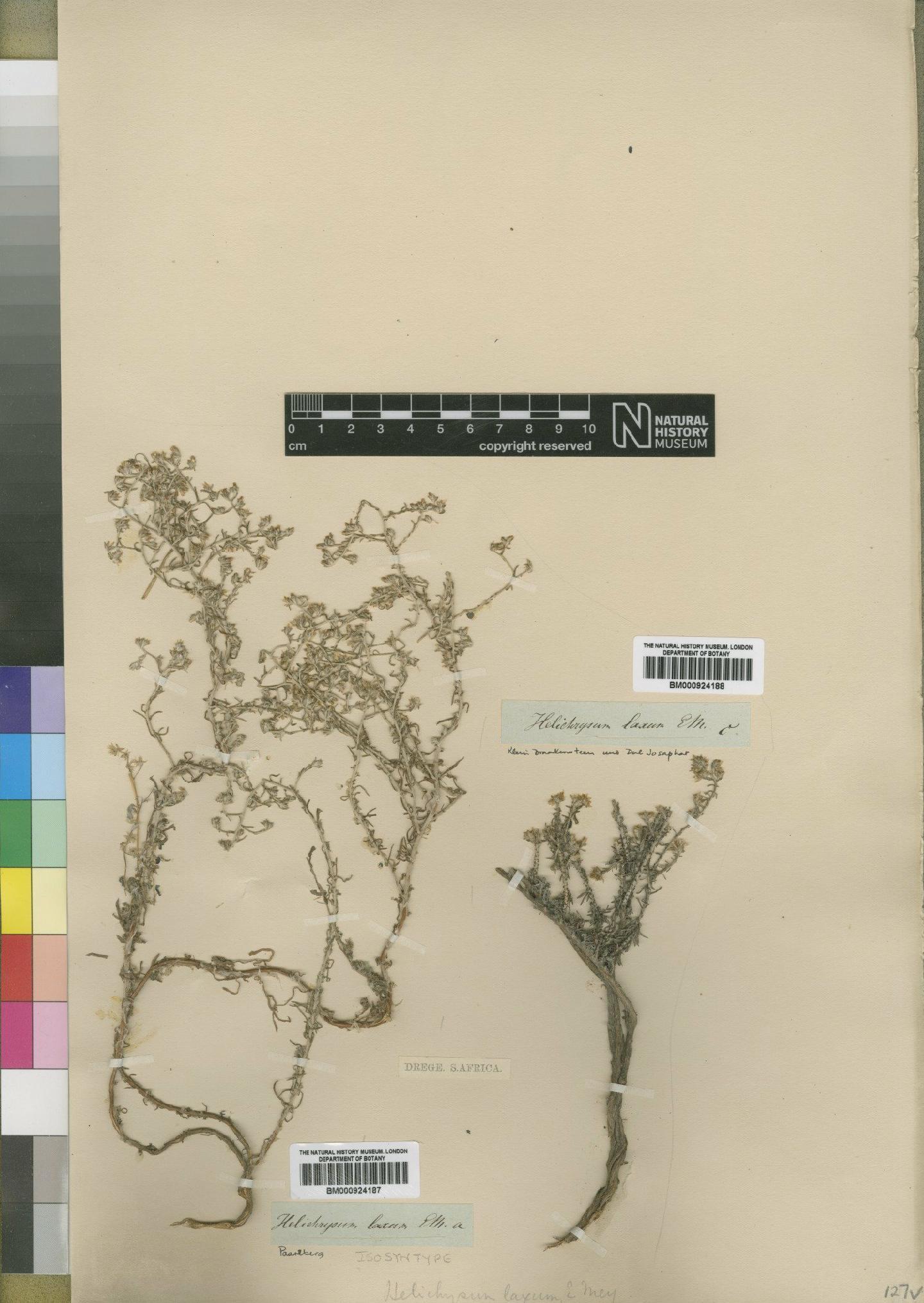 To NHMUK collection (Helichrysum laxum Mey; Isosyntype; NHMUK:ecatalogue:4529215)