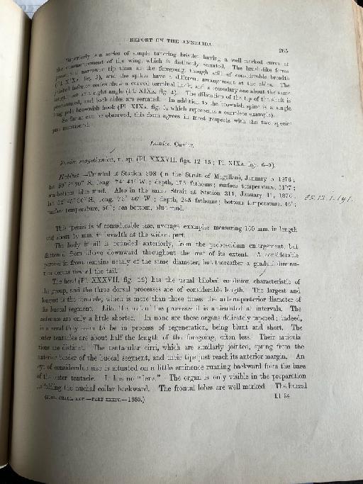 Lumbriconereis bifurcata McIntosh, 1885 - Challenger Polychaete Scans of Book 150