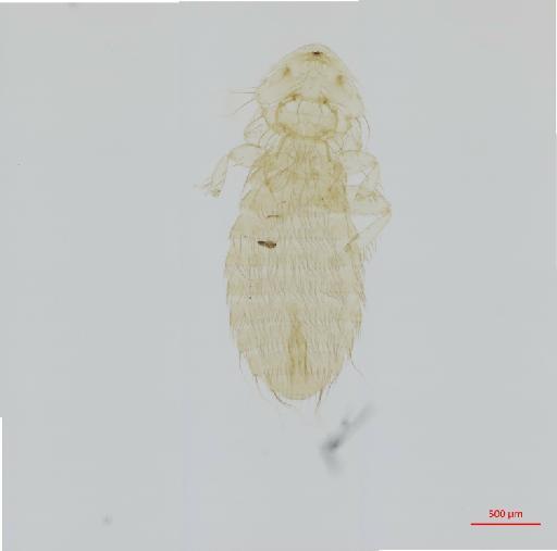 Amyrsidea (Argimenopon) nicobariensis Scharf, 1983 - 010651080__2017_07_18-Scene-1-ScanRegion0