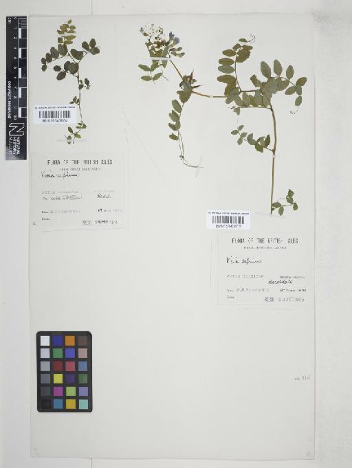 Vicia sepium L. - 015143804